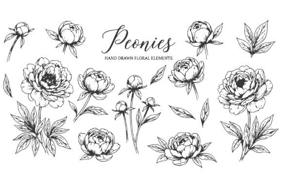 Download Set of Black and White Line Art Peony - Black Collection